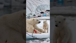 A heartfelt tale of a bear cub seeking a sailors help to save its gravely injured motherpolarbear [upl. by Aja]