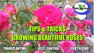 TIPS AND TRICKS ROSE CARE  How to care for your roses fertilization pest control transplanting [upl. by Matthaus]