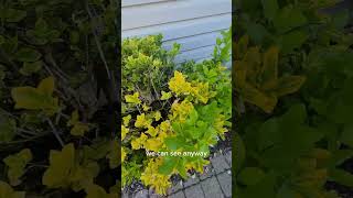 Day 9 Spectracide Weed Killer Results bestlawn greengrass lawncarenut lawn diy [upl. by Kort]