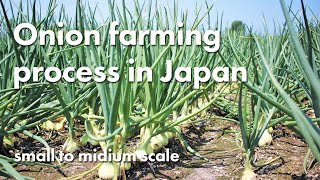 Onion farming process in Japan small to midium scale [upl. by Anat107]