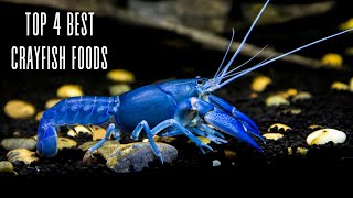 Crayfish Feeding 101 4 essential foods and tips [upl. by Cyndia]