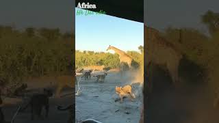 Tiger vs Giraffe 🦒 vs 🐅 Africa 🌍animals pets youtubeshorts africa tiger [upl. by Corrianne]