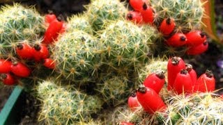 Fruiting Cacti Plants  Tasting amp Growing [upl. by Farrar871]