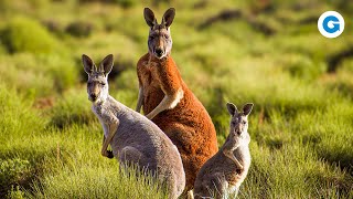 Just Kangaroos Through the Outback Australia  Full Documentary [upl. by Finzer]