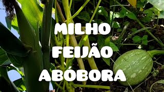 PLANTIO CONSORCIADO DE MILHO FEIJÃO E ABÓBORA MILPA [upl. by Lanevuj]