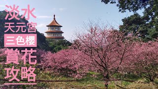 淡水天元宮單身輕旅行 後山三色櫻賞花半日遊交通指南》 詳細說明如何由捷運淡水站轉搭公車或賞花專車及最佳拍攝取景地點  程如晞旅遊誌 [upl. by Elleron]