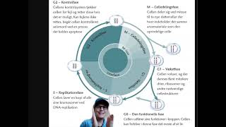Cellens livscyklus [upl. by Lladnar]