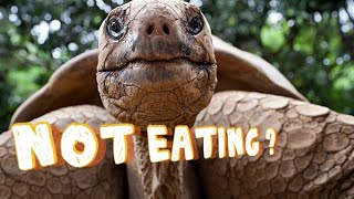 Tortoise NOT Eating  Causes and Solutions [upl. by Ymme]