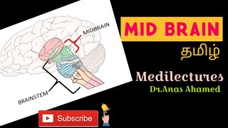 Mid brain explained in tamil [upl. by Rimola]