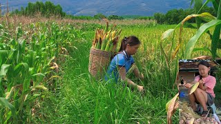 Single mother harvests corn to bring home to sell  playing with children  how to cook corn pudding [upl. by Crooks]