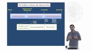 El ciclo de los cereales Peridos y Fases de desarrollo Periodo de maduración   UPV [upl. by Mallen888]