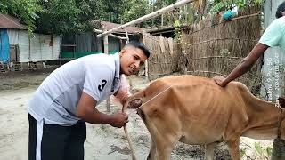 How to do artificial insemination for cow cowai artificialinsemination animallover90M [upl. by Doone]