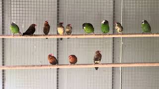 Strawberry finch and pied blue faced parrot finch [upl. by Narmak]