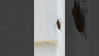 What are overwintering pests Winter Pest Control Prep  DoMyOwncom [upl. by Daveen]