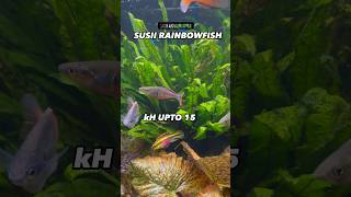 Susii Rainbowfish Care Guide Aquarium Tropical Fish Freshwater Boesemans Madagascar Parkinsoni [upl. by Liuqa870]