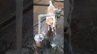 Thirsty Dog Drinks Water from Tap  Cute amp Funny Dog Video 🐶💦 shorts [upl. by Uah]