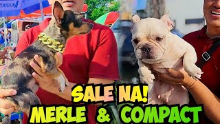 FRENCHIES amp BICHON FRISE SALE SA BOCAUE PET TIANGGEAN [upl. by Leziar]