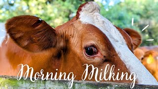 Morning Milking A2 Guernsey Milk [upl. by Calvano679]