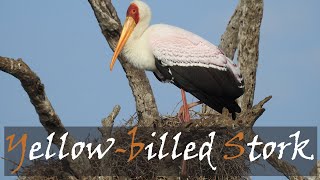 Yellowbilled Stork Mycteria ibis Bird Call amp Video At Sunset Dam  Stories Of The Kruger [upl. by Maclean]