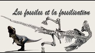 Les fossiles et la fossilisation [upl. by Dlnaod]