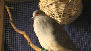 Diamanttaube Gurrt  diamond dove cooing [upl. by Templa]