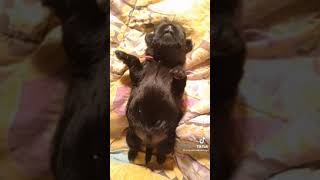 Affenpinscher💕 dog breed Affenpinscher puppyvideos short [upl. by Leahcimnaes]