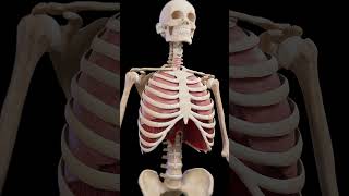 Breathing lung anatomy meded anatomy 3dmodel [upl. by Wenoa318]