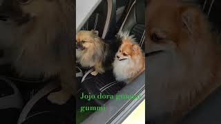 Jojo dora excited for car tour🚙🚙🚙🚙🚙jojotheboxer excited jojodoglover [upl. by Annaid]