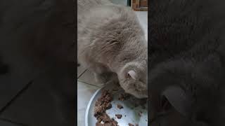 Feeding British Shorthair Cats [upl. by Patt]