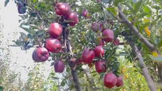 Jeromine apple variety  on seedling  Result of top grafting  must watch [upl. by Nomyt]