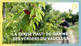 🍒 La cerise hautdegamme des vergers du Vaucluse 🍒 [upl. by Bronez]