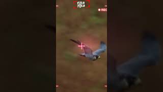 Falcon Vs Drone [upl. by Odeen]