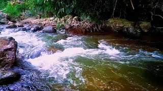 Relaxing River amp Bird Sounds in the Forest  ASMR for Deep Relaxation amp Stress Relief [upl. by Nnyltiac643]