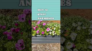 How to plant anemones ￼ [upl. by Uoliram]