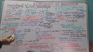 Development of Microgametophyte [upl. by Glynnis434]