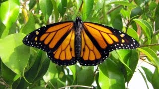 Monarch Mania Monarch Butterfly Life Cycle [upl. by Baptista]