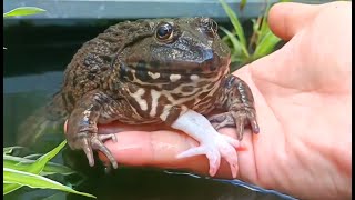 🐸 A Closer Look at My 5 Legged Frog in Aquarium [upl. by Ellek]