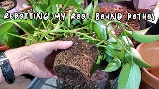 REPOTTING MY ROOT BOUND POTHOS  Combining Two Plants [upl. by Dodi]