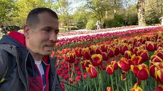 Tulipán paradicsom Hollandiában Keukenhof 2022 [upl. by Oisacin]