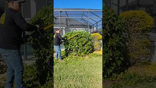 Daily dose of trimming satisfaction trimmer trimming lawncare shrubs shorts gardener satisfy [upl. by Eniladam988]