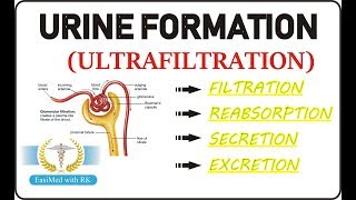 Urine Formation in hindi [upl. by Einittirb]