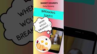 Brilliant breakfast joke from Basset Hounds daily comedy Hilarious 😂 [upl. by Drofhsa]