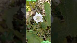 Passiflora foetida Plant  Passifloraceae Family passionflower flowerbeauty flower [upl. by Adnorahc]