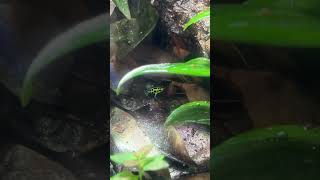 Ranitomeya variabilis ‘Southern’ eating [upl. by Amlas]