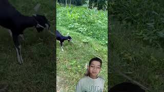 Goat ki khichai reels trending vlog comedy [upl. by Ashling]