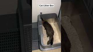 Struggling with litter box cleaning Try my recommendations for an effortless experience [upl. by Yenitsed]