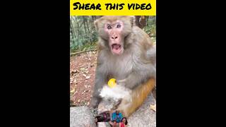 Monkey funny videofunnyfilmmonkeyvideo comedy movie monkey animalshorrorstoriesvirals [upl. by Dorena]