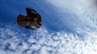 Vicious Hawk Attack on DJI MINI4 Pro [upl. by Amarette124]