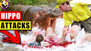 Hippo Rampage Unseen Footage of the Most Dangerous Animal Attacks [upl. by Ogeid]