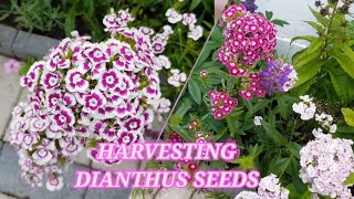 Collecting Dianthus Sweet William seeds  How to collect Dianthus seeds [upl. by Sucul263]